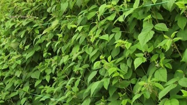 Senzacionalan Fungicid Za Maline -  Luna Sensation