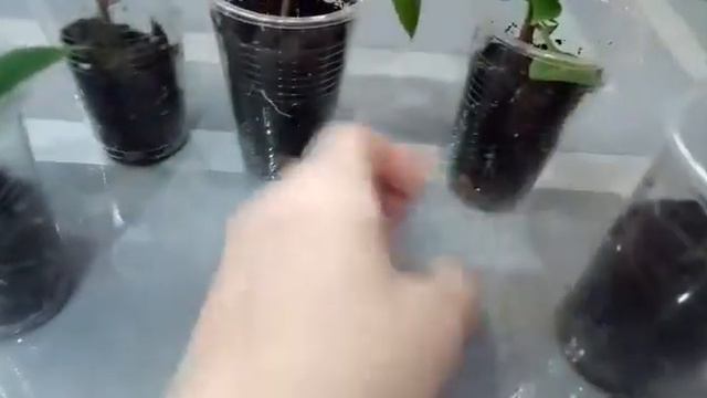 Россада смотреть онлайн