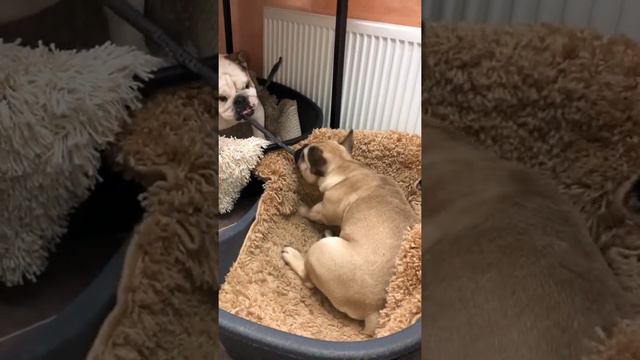 Чем занять бульдогов смотреть онлайн