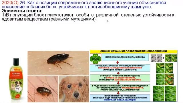 ЗАДАНИЕ ИЗ ЕГЭ 2020 ПО ЭВОЛЮЦИИ смотреть онлайн