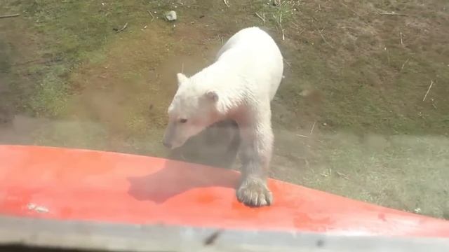 12 Minutes Of AMAZING Wild Animal Encounters CAUGHT ON CAMERA! смотреть онлайн