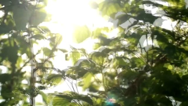 (ПЕРЕЗАЛИВ) СЛАВЯНСКИЙ ГОРОСКОП * БОГИ ПОКРОВИТЕЛИ ПО РОЖДЕНИЮ * ТРАДИЦИИ * ВЕСНА ЛЕТО * 1 ЧАСТЬ смотреть онлайн