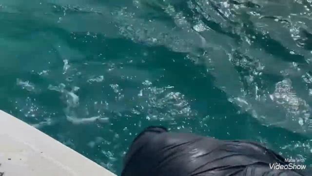 Рыбалка на Кубе. Экскурсии на Кубе Морская экскурсии на Cayo Coco смотреть онлайн