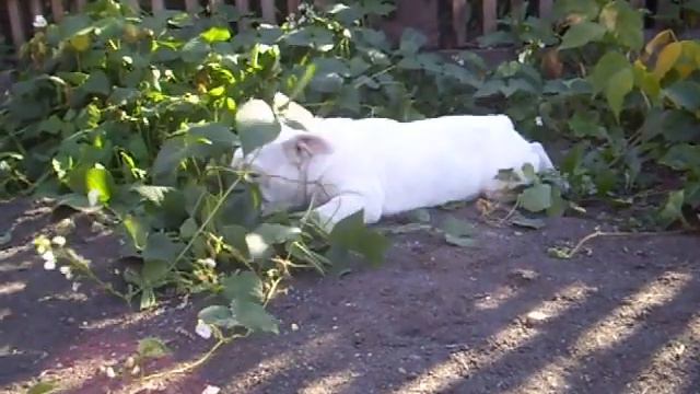 Белая девочка английского бульдога Патриция смотреть онлайн