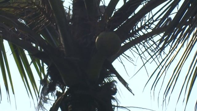 Sony Camera - HX300 -50X Zoom Test смотреть онлайн