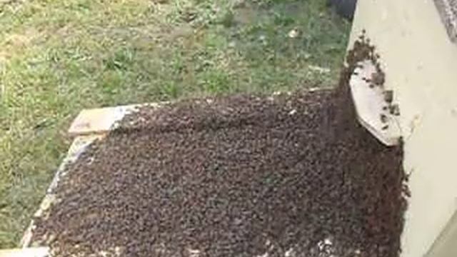 Садим рой первак . отлов матки пчел на прилетной доске . смотреть онлайн