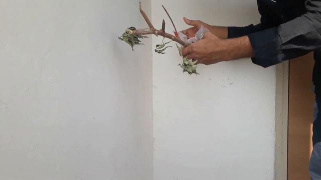 How to grow Green Buttonwood (Conocarpus among fastest growing trees) from cutting смотреть онлайн