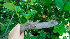 обрезка хурмы