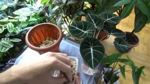 Размножение Алоказии. Alocasia black velvet