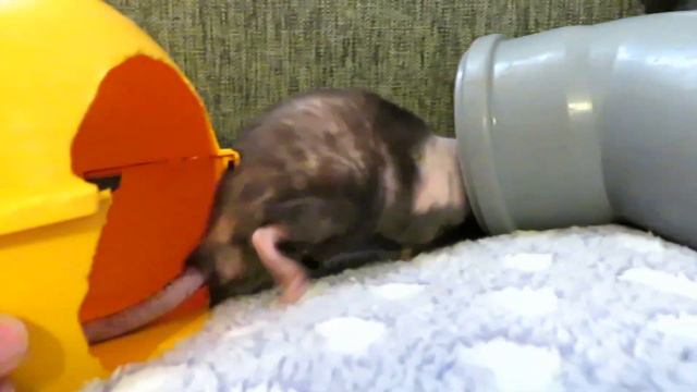 Кто в стае ХОЗЯИН!? 😑 Чушик и его крысиный "гарем". 😉 Шок контент о Гите и Зите. 🐭 (Fansy Rats) 🐭 смотреть онлайн