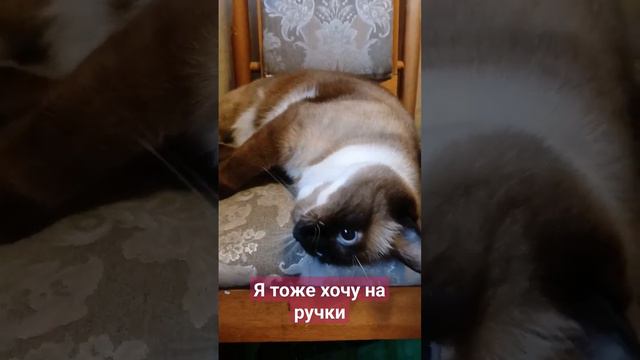 #любимка #тайская #лунка #животные #кот #красота