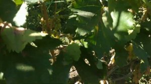 Виноград Диксон.