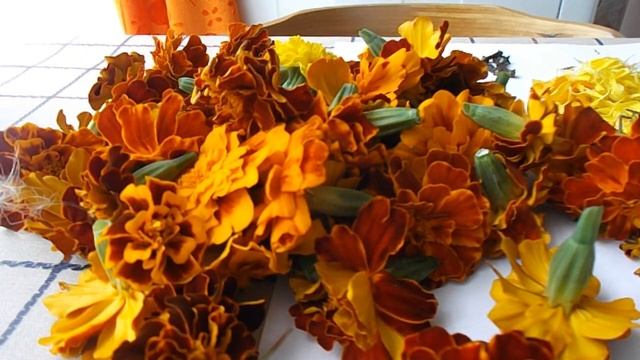 Бархатцы для улучшения зрения!! Имеретинский шафран. Тагетесы. смотреть онлайн