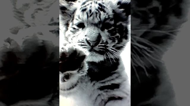 В память о друге! смотреть онлайн