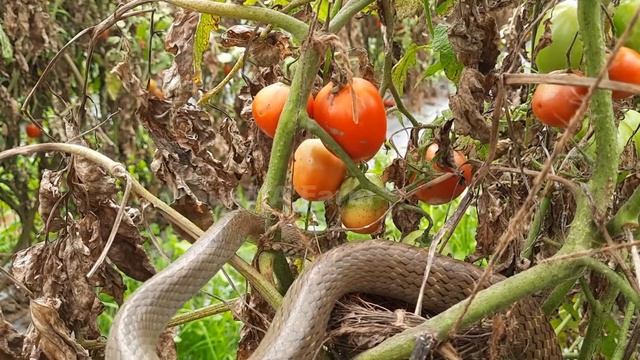 Mother Bird Cry in Front of Empty Nest as Snake CHEWED UP baby birds Alive ||| Baby bird eaten up смотреть онлайн