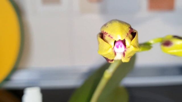 У меня ОрхоПриступ ? Новая Ароматная  Орхидея Phal 