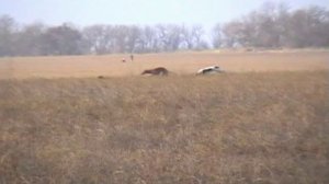 468. Охота с борзыми. 18+