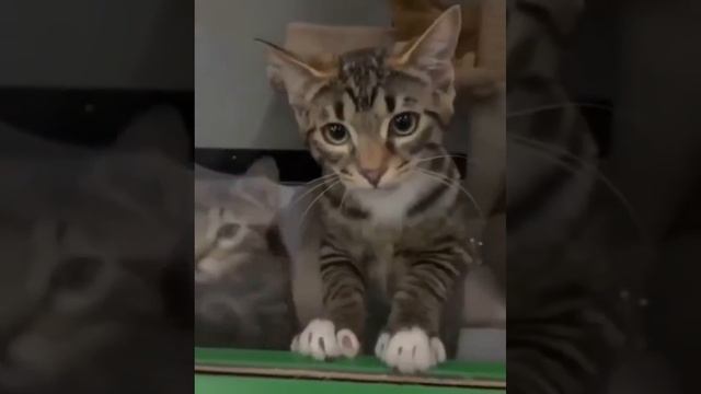 Не лезь смотреть онлайн