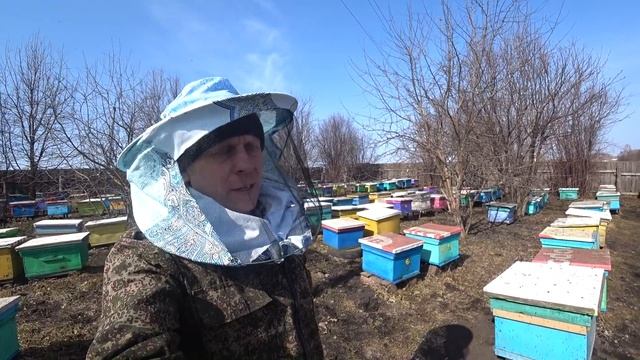 С ЧЕГО ПЧЁЛЫ НЕСУТ ПЫЛЬЦУ РАННЕЙ ВЕСНОЙ НА УРАЛЕ, ПОЙМА РЕКИ, ЛЕС смотреть онлайн