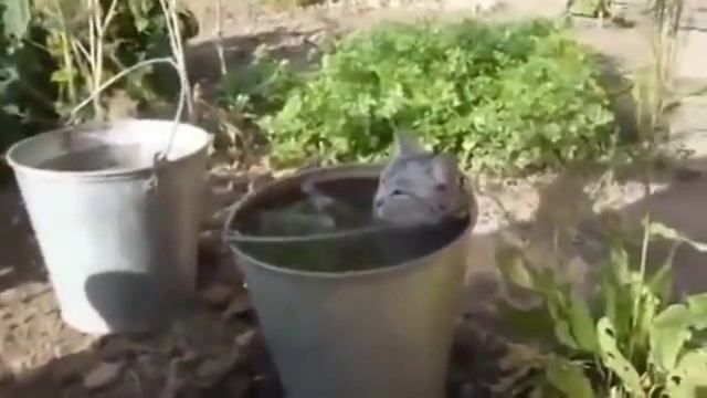 Спасение от жары смотреть онлайн