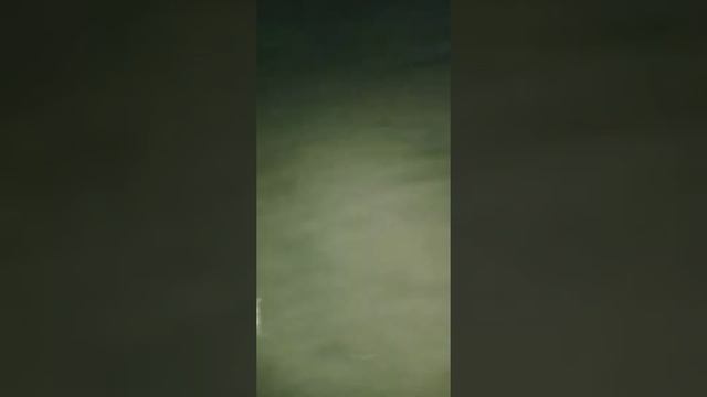 Grunion Hunting