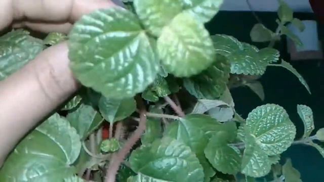 Creeping Charlie plant/How to care,Propagation &Potting/Pilea nummularifolia Plant смотреть онлайн