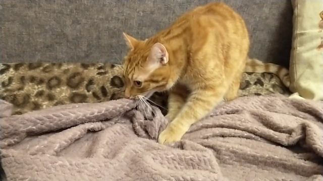 Кошачий релакс...Вы тоже разговариваете с котами? смотреть онлайн