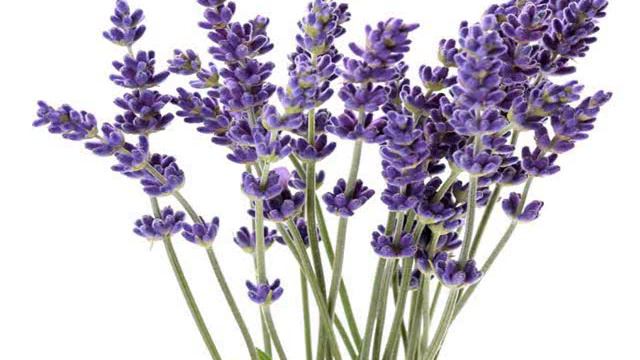 Lavender angustifolia or lavandula officinalis смотреть онлайн