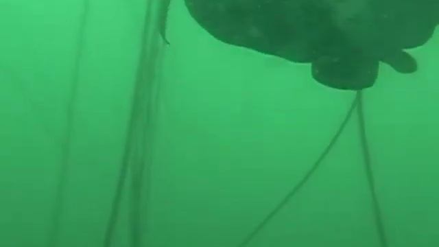 Подводный фотограф (Underwater Photographer).