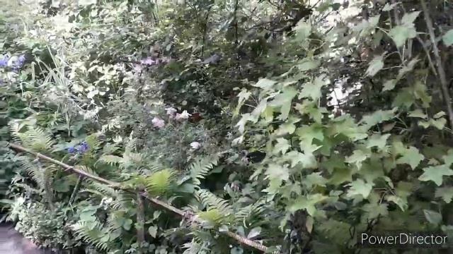 Калининград. Цветущие каштаны смотреть онлайн