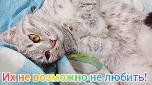 Видео 12. Бусинка фотомодель ❤️?Ириска портит фотосессию Бусинки ? Борьба за мое внимание ?❤️