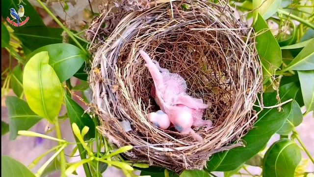 Strange actions of baby birds in nest || Bird Plus Animals смотреть онлайн