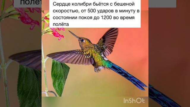 Интересные факты о колибри! смотреть онлайн