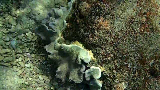 молодой императорский ангел Pomacanthus imperator смотреть онлайн