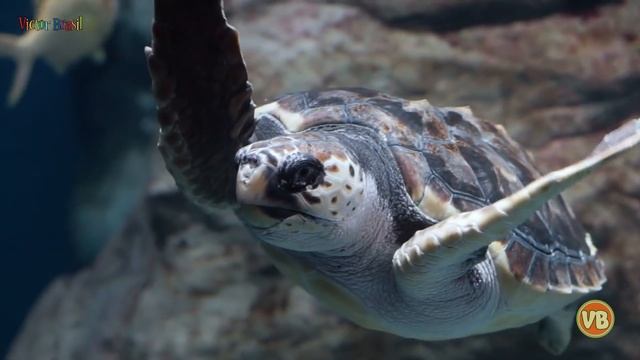 Curiosidades Sobre o Reino Animal - Sons de animais familiares смотреть онлайн
