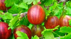 ПОЛЬЗА КРЫЖОВНИКА / ЧЕМ ПОЛЕЗЕН КРЫЖОВНИК