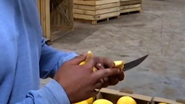 Херсонські гарбузи "Хантер" відправили на експорт до Великобританії смотреть онлайн