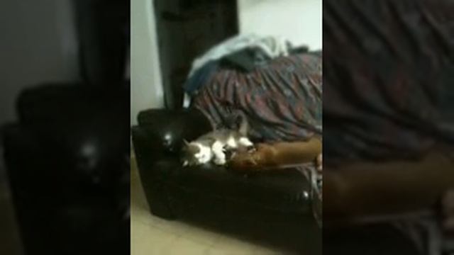 Собака достала таки кота смотреть онлайн