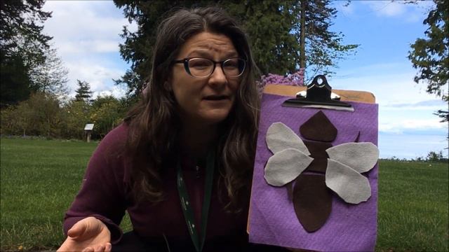 Virtual Field Trip: Looking at Bees смотреть онлайн