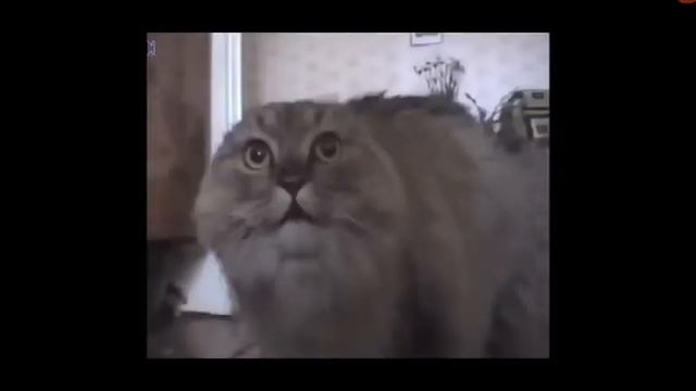 Кот поёт со звёздами(я смотрела и вам показала,я не плагиат просто хотела вам настроение поднять) смотреть онлайн