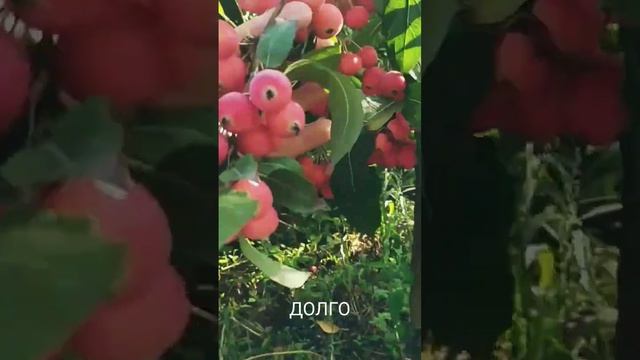 Райка, сорт Долго. смотреть онлайн