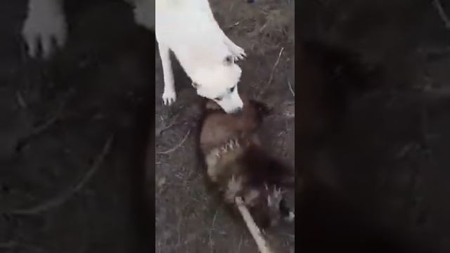 Собаки поймали Енота на паспище смотреть онлайн