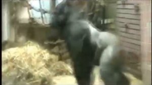 Танцующая горилла!