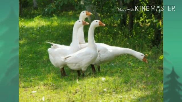 Какие бывают породы гусей/жизнь в деревне! смотреть онлайн