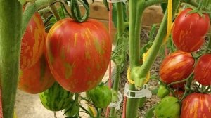 Томат Пасхальное яйцо. Красный с золотом!