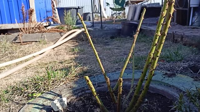 Важно не пропустить первые подкормки для роз в саду.29.04.2022 смотреть онлайн