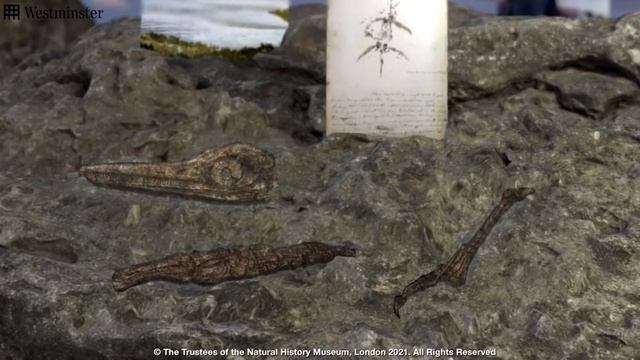 Tемнодонтозавр Первая монета из трёх в 2021 году смотреть онлайн