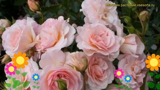 Роза парковая Розарио. Краткий обзор, описание характеристик, где купить саженцы Rosario смотреть онлайн