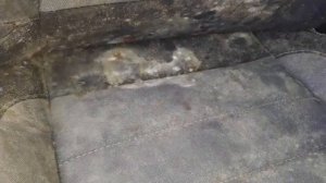 Спасение от плесени Ford Escape