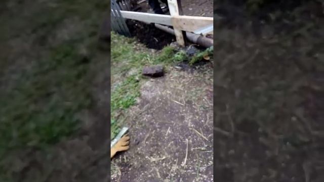 виноград в татарстане смотреть онлайн